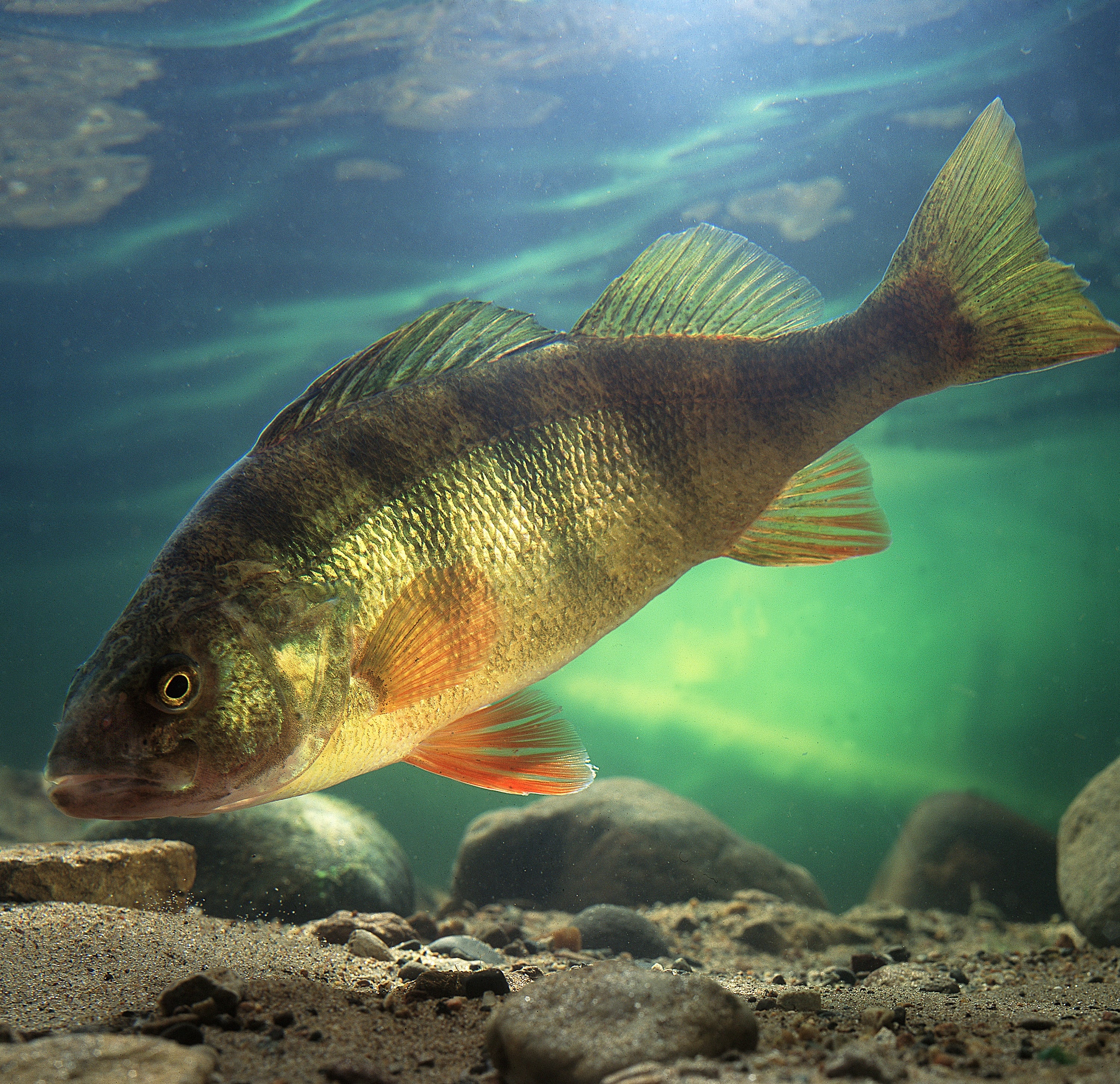 Liquid Larva Panfish Attractant For All Year Fishing 2 Oz