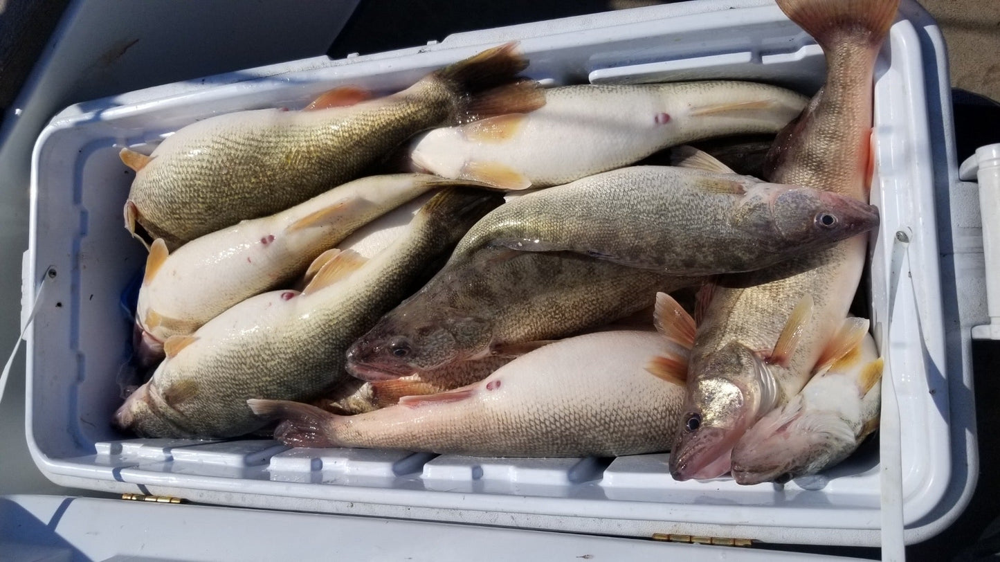 Lake Erie Custom Walleye Deep Bandit Feeding Walleyes