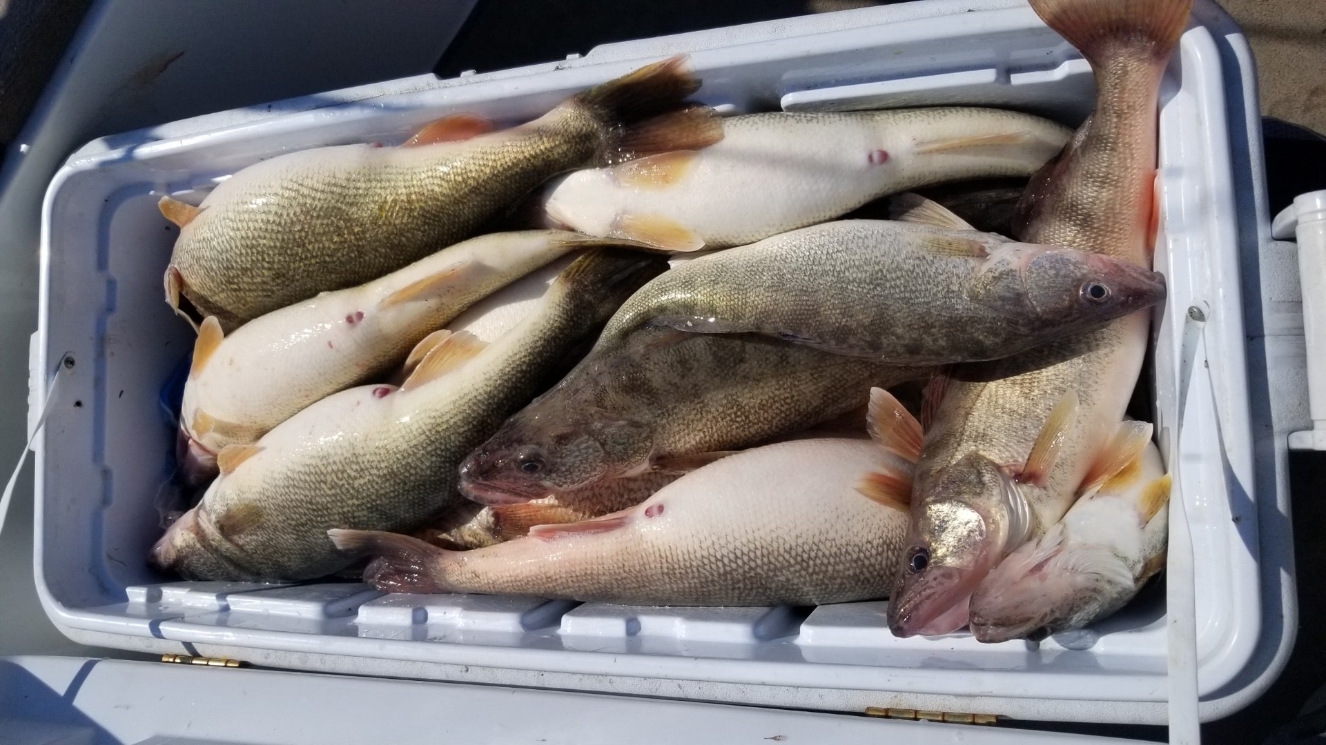 Lake Erie Custom Walleye Deep Bandit Feeding Walleyes